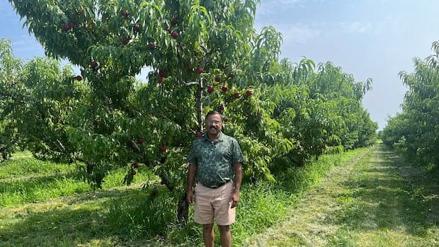 Peach trees in Ontario's Niagara region under threat due to recent historic flooding