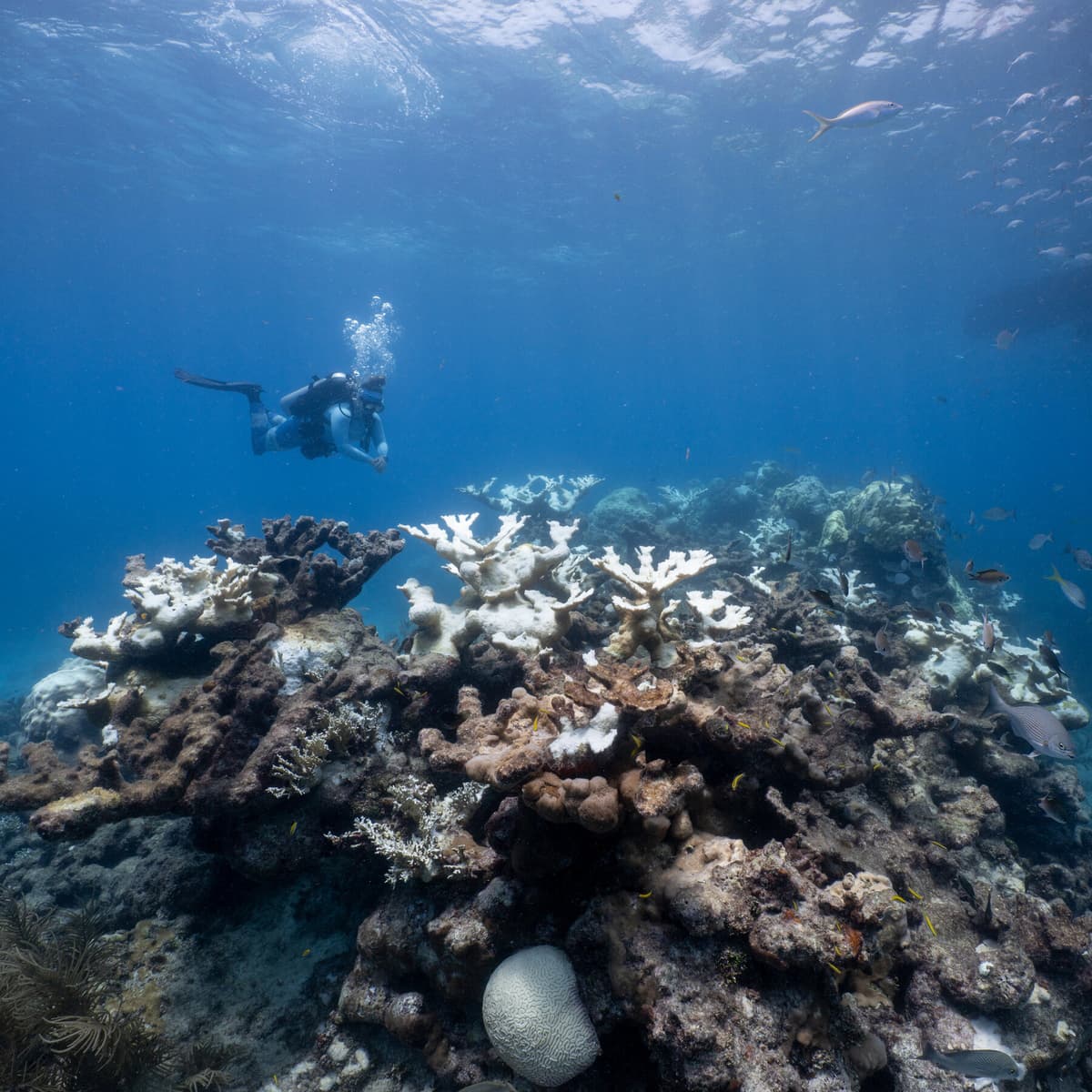 Coral Reefs Are Running Out of Time to Recover, Research Find