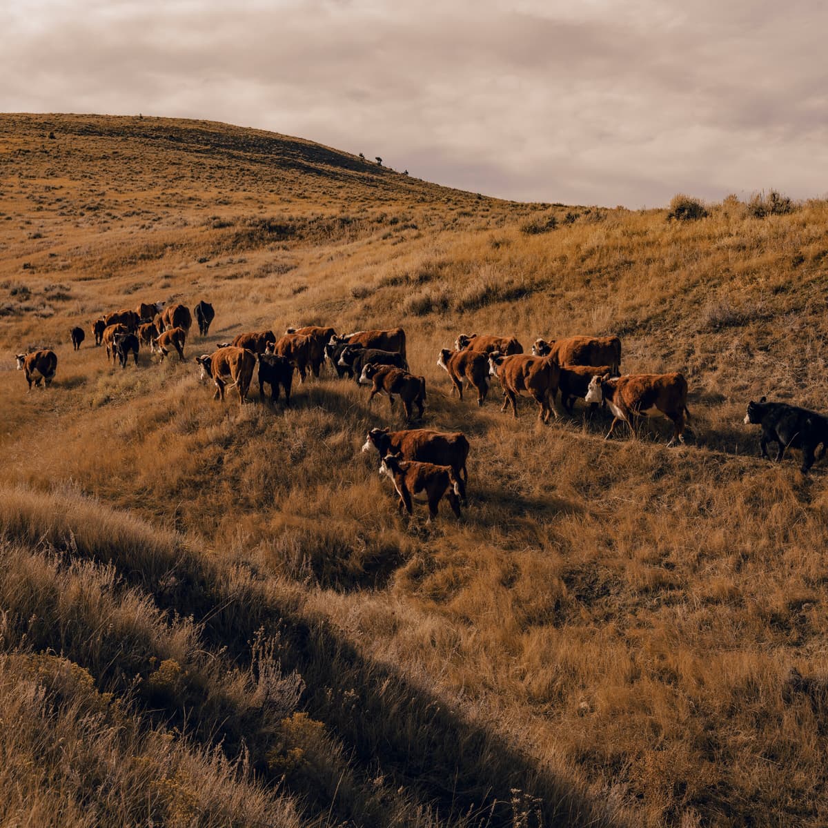 Trump’s Tactics to Lower Beef Prices and Appease Ranchers Fall Short