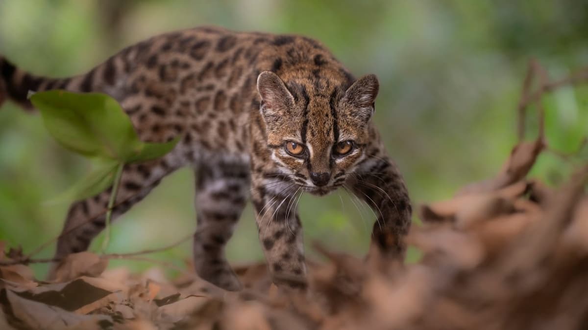 New cat species identified for the 1st time in a century