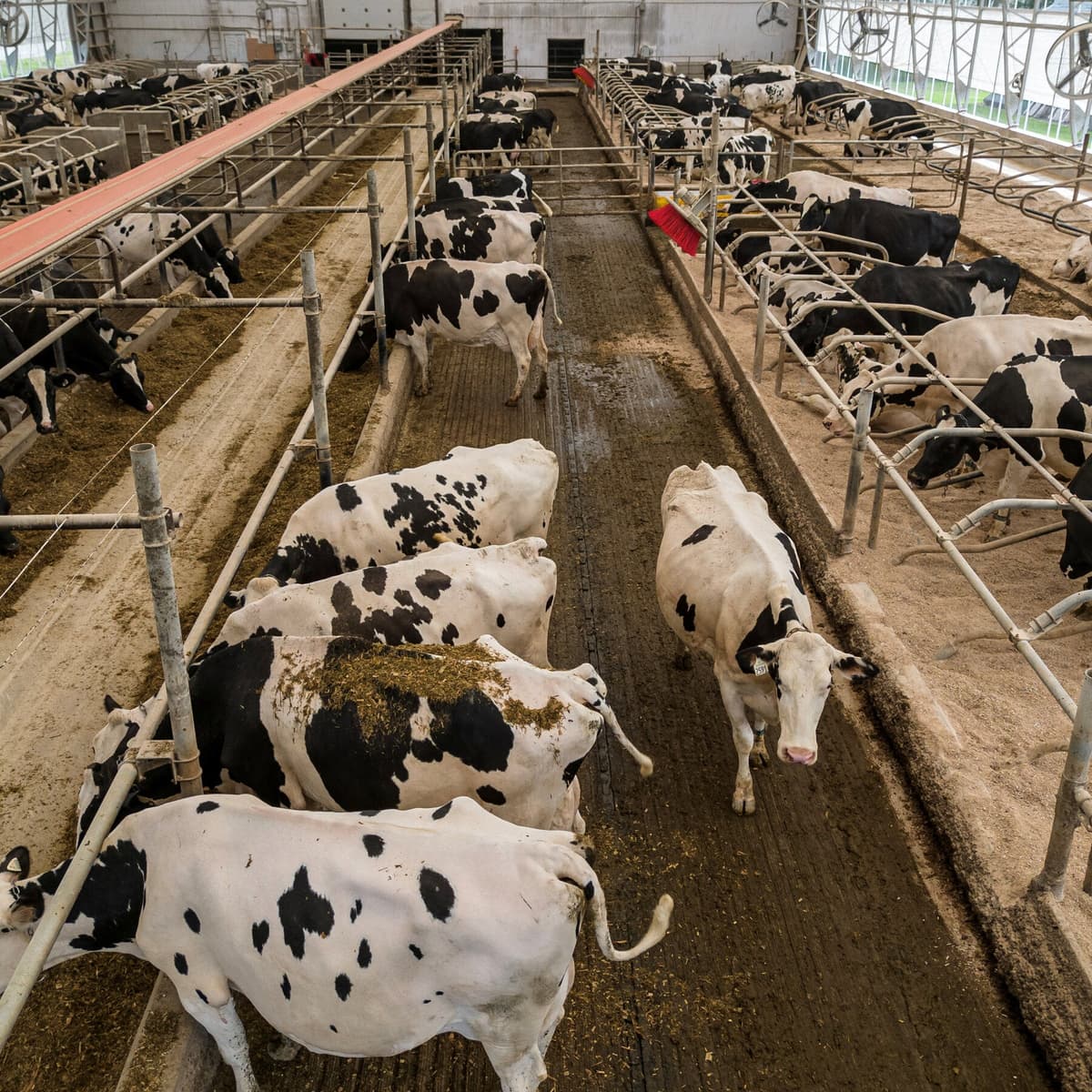 US Hits Canada With Ban on Some Dairy and Liquor Products