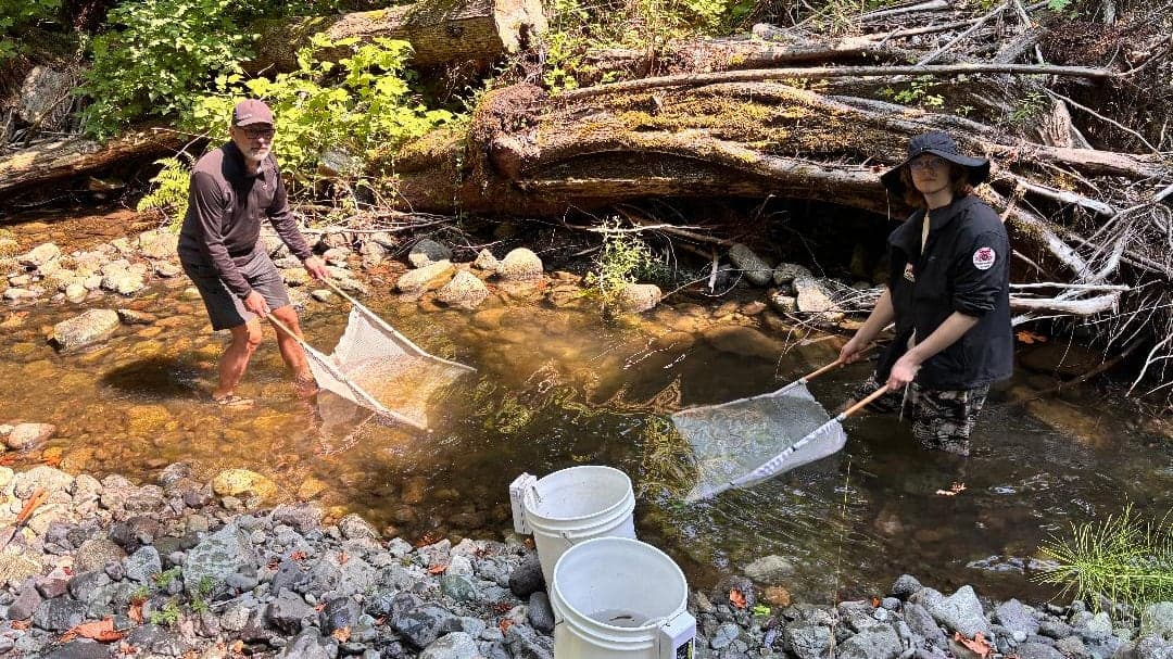 B.C. drought forces volunteers to rescue salmon from drying streams