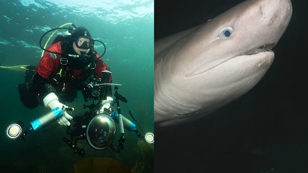 He turned around and a shark was there | The Moment