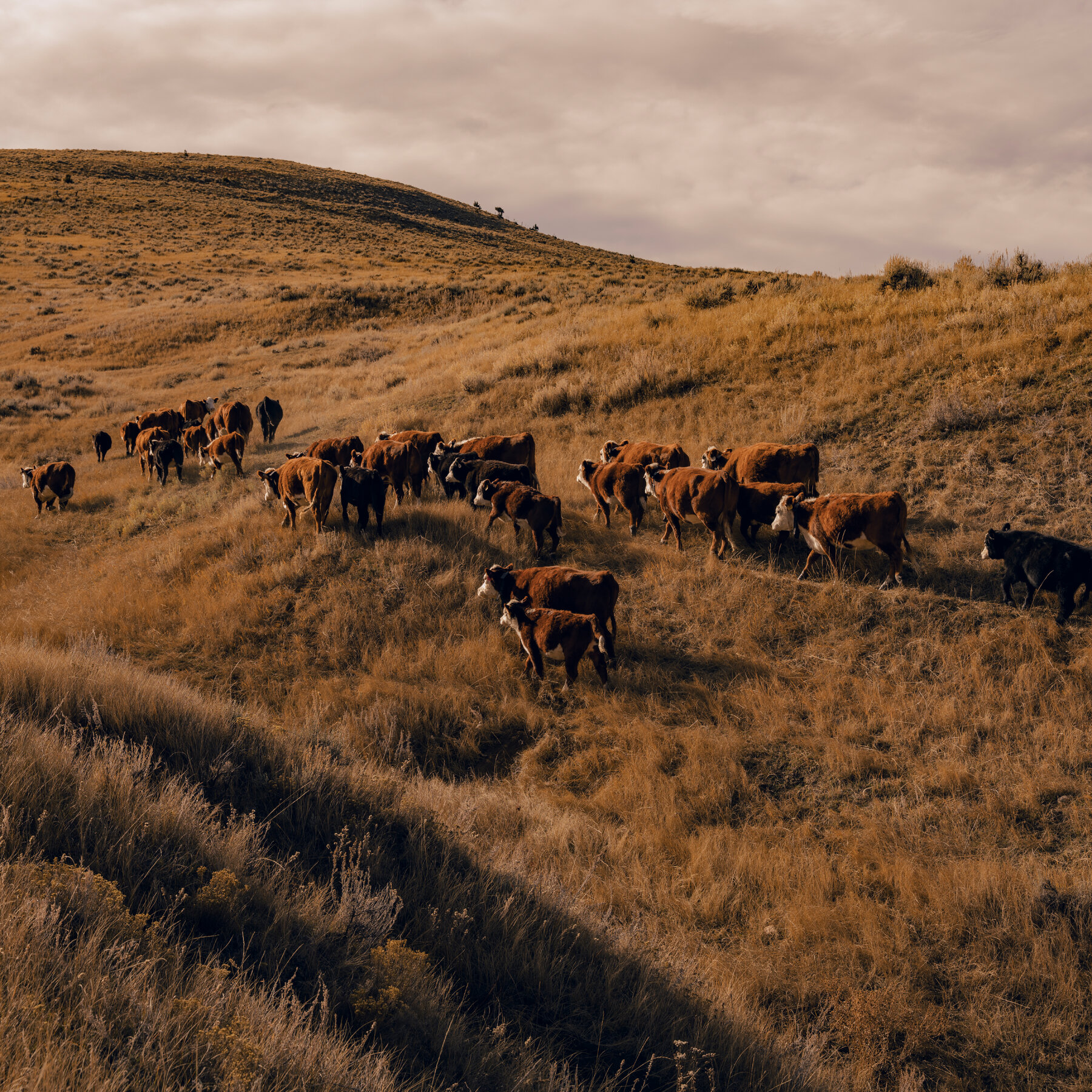 Trump’s Tactics to Lower Beef Prices and Appease Ranchers Fall Short